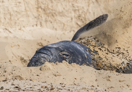 2024 02 West Falkland Carcass Island Southern Elephant Seal Bild40 web