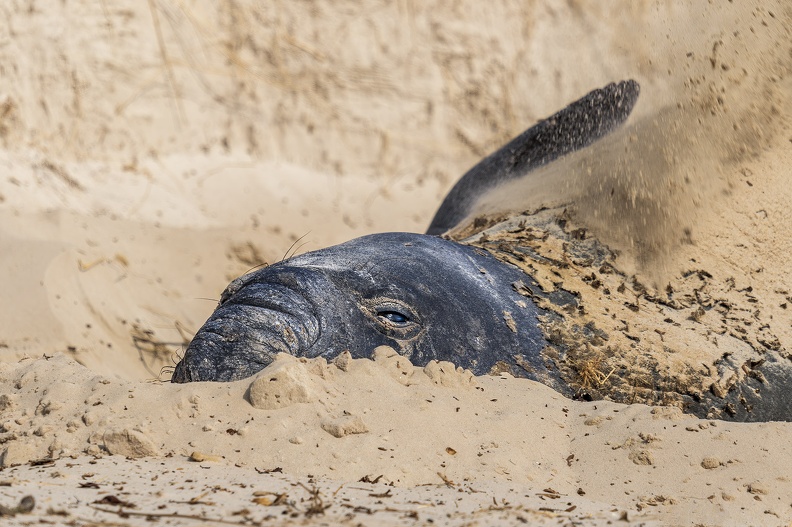 2024_02_West Falkland_Carcass Island_Southern Elephant Seal_Bild40_web.jpg