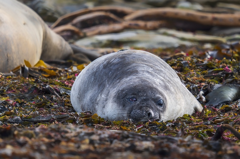 2024_02_West Falkland_Carcass Island_Southern Elephant Seal_Bild50_web.jpg