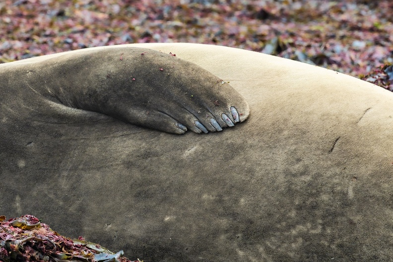 2024_02_West Falkland_Carcass Island_Southern Elephant Seal_Bild104_web.jpg