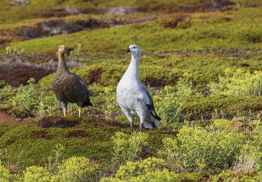 2024 02 West Falkland Carcass Island Upland Goose Magellangans Bild64 web