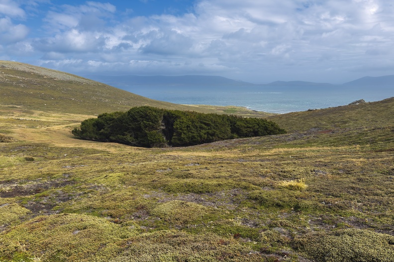 2024_02_West Falkland_Carcass Island_Bild143_web.jpg