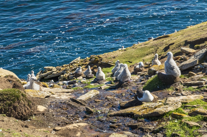 2024_02_West Falkland_Sounders Island_Black-browed Albatross_Schwarzbrauenalbatros_Bild48_web.jpg