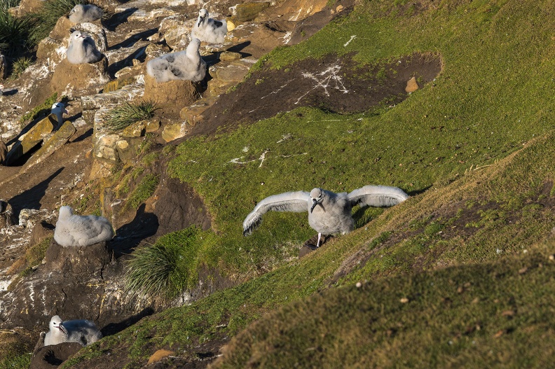 2024_02_West Falkland_Sounders Island_Black-browed Albatross_Schwarzbrauenalbatros_Bild67_web.jpg