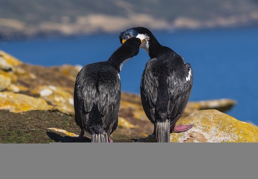 2024 02 West Falkland Sounders Island Imperial Cormorant Blauaugenscharbe Bild54 web