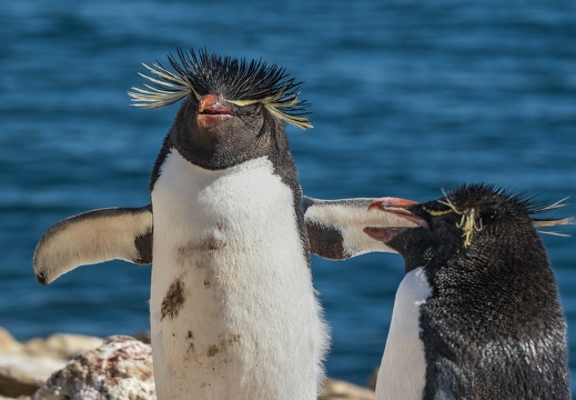2024 02 West Falkland Sounders Island Southern Rockhopper Peguin Felsenpinguin Bild47 web