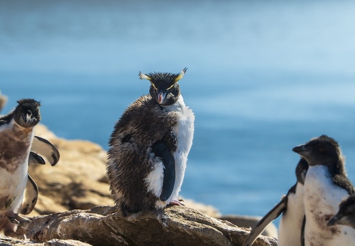 2024 02 West Falkland Sounders Island Southern Rockhopper Peguin Felsenpinguin Bild49 web