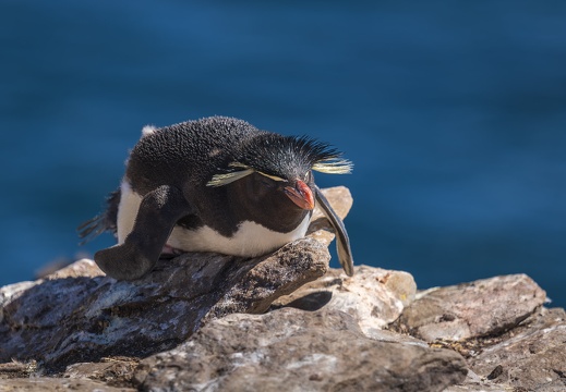 2024 02 West Falkland Sounders Island Southern Rockhopper Peguin Felsenpinguin Bild52 web