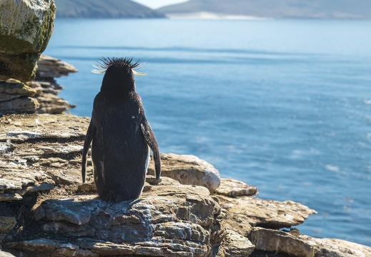 2024 02 West Falkland Sounders Island Southern Rockhopper Peguin Felsenpinguin Bild58 web