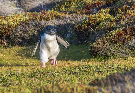 2024 02 West Falkland Sounders Island Southern Rockhopper Penguin Felsenpinguin Bild10 web