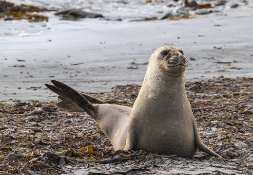 2024 02 Falkland Stanley Whalepoint Southern Sea Lion Mähnenrobbe Bild08 web