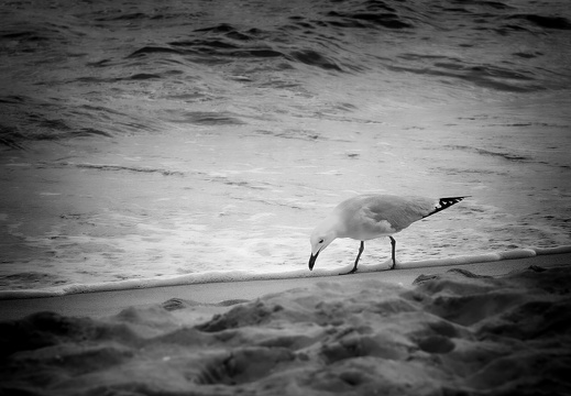 2025 03 Mallorca Can Picafort Korallenmöwe Bild02 web