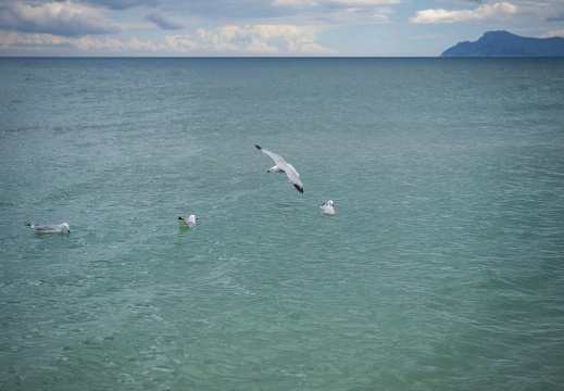 2025 03 Mallorca Can Picafort Korallenmöwe Bild03 web