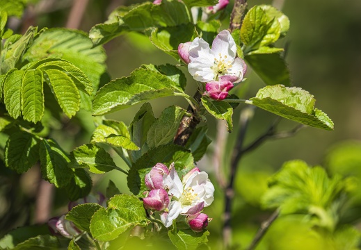 2025 04 Sylt Apfelblüte Bild01 web