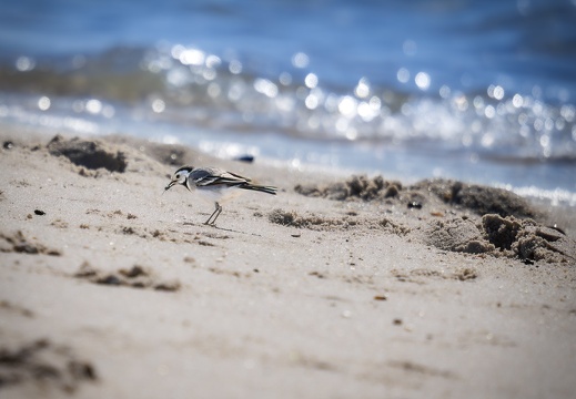 2025 04 Sylt Bachstelze Bild01 web