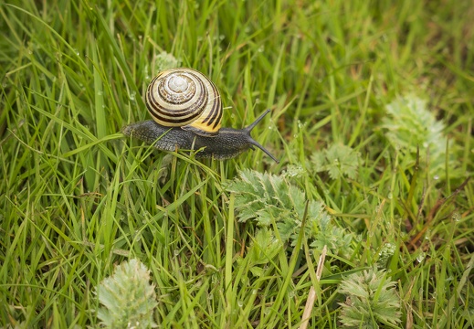 2025 04 Sylt Hain-Bänderschnecke Bild01 web