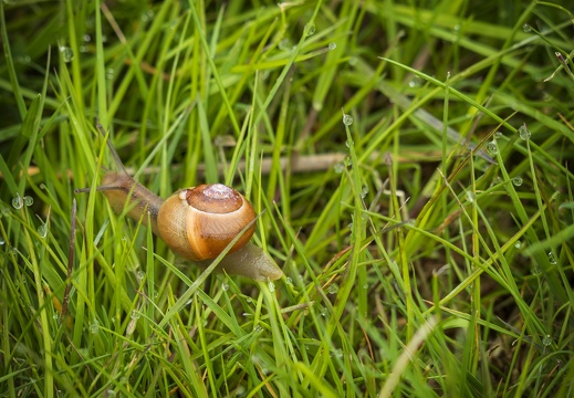 2025 04 Sylt Hain-Bänderschnecke Bild02 web