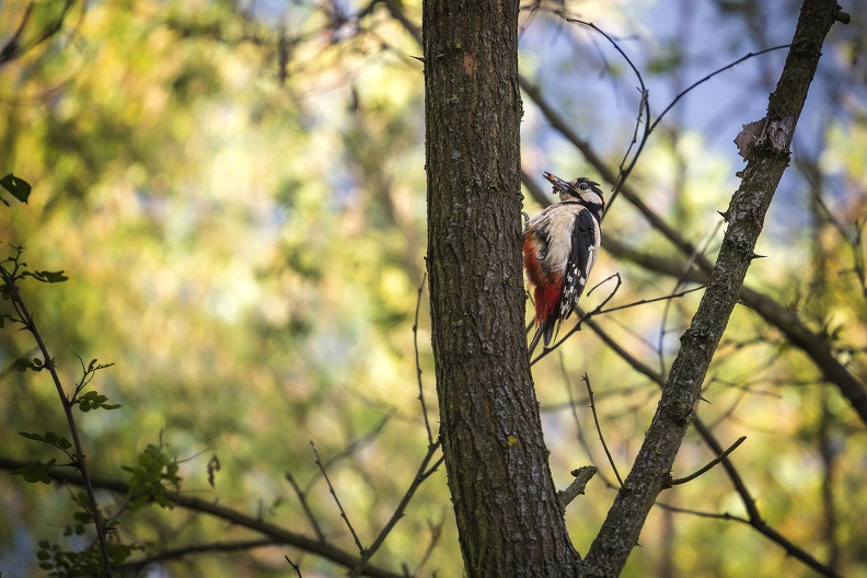 2025_05_Kulturinsel Einsiedel Turisede_Bundspecht_Bild01_web.jpg