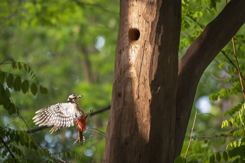 2025_05_Kulturinsel Einsiedel Turisede_Bundspecht_Bild02_web.jpg