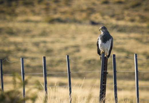 2026 Argentinien Patagonien El Chaltén Andenbussard (Kordillerenadler) Aguja Geranoaetus melanoleucus Bild02 web
