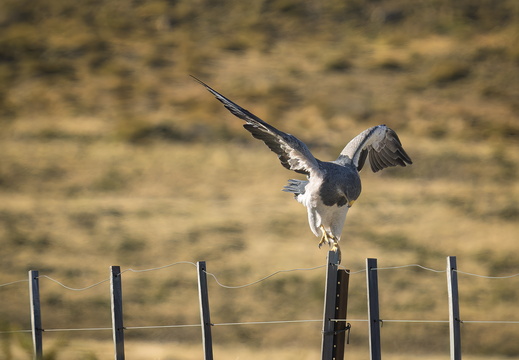2026 Argentinien Patagonien El Chaltén Andenbussard (Kordillerenadler) Aguja Geranoaetus melanoleucus Bild03 web