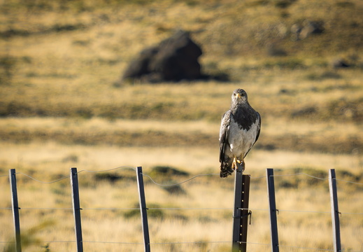 2026 Argentinien Patagonien El Chaltén Andenbussard (Kordillerenadler) Aguja Geranoaetus melanoleucus Bild04 web