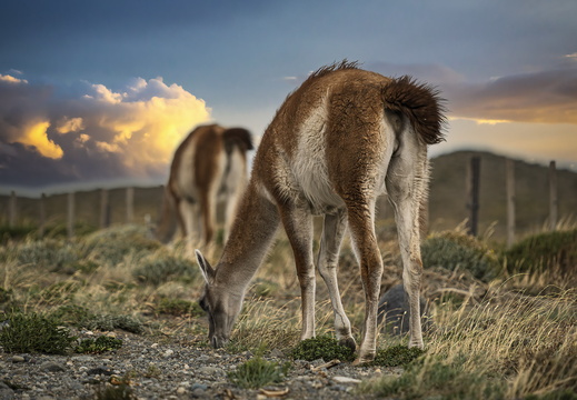 2026 Argentinien Patagonien El Chaltén Guanako Guanaco Lama guanicoe Bild01 web