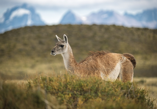 2026 Argentinien Patagonien El Chaltén Guanako Guanaco Lama guanicoe Bild04 web