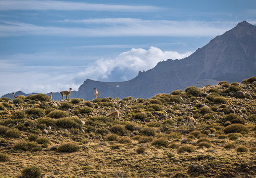 2026 Argentinien Patagonien El Chaltén Guanako Guanaco Lama guanicoe Bild05 web