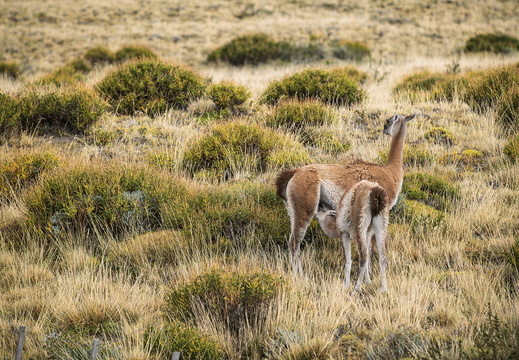 2026 Argentinien Patagonien El Chaltén Guanako Guanaco Lama guanicoe Bild06 web