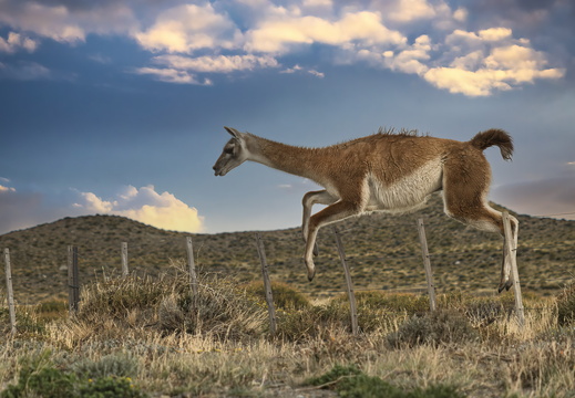 2026 Argentinien Patagonien El Chaltén Guanako Guanaco Lama guanicoe Bild07 web