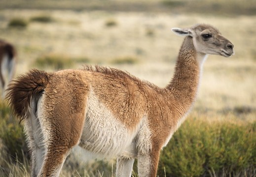 2026 Argentinien Patagonien El Chaltén Guanako Guanaco Lama guanicoe Bild08 web