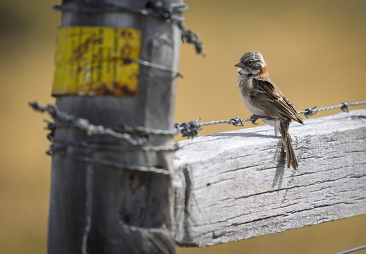 2026 Argentinien Patagonien El Chaltén Morgenammer Rufous-collared Sparrow Zonotrichia capensis Bild01 web