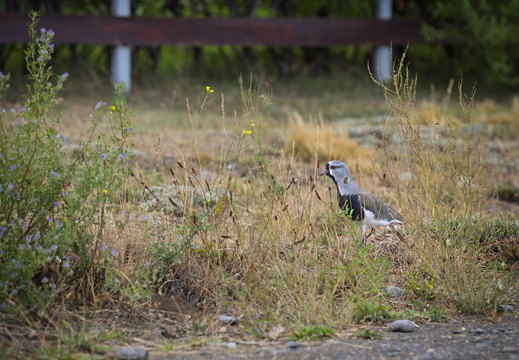 2026 Argentinien Patagonien El Calafate Bronzekiebitz  Southern Lapwing Vanellus chilensis Bild01 web