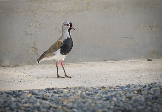 2026 Argentinien Patagonien El Calafate Bronzekiebitz  Southern Lapwing Vanellus chilensis Bild02 web