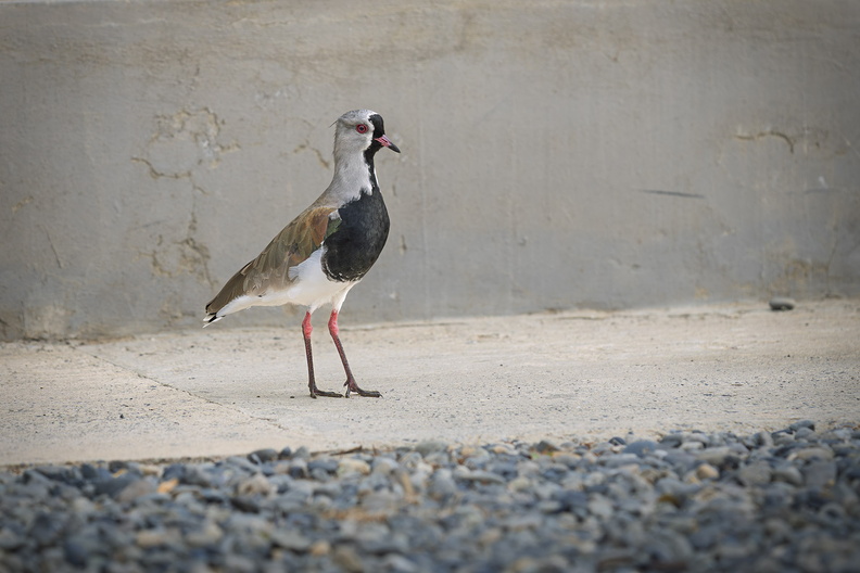 2026_Argentinien_Patagonien_El Calafate_Bronzekiebitz_ Southern Lapwing_Vanellus chilensis_Bild02_web.jpg