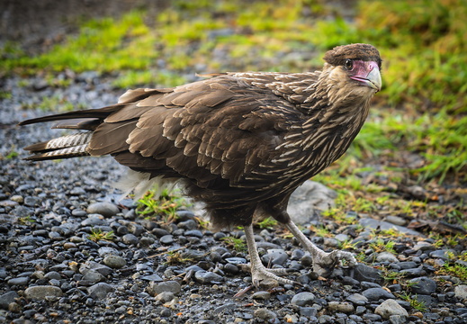 2026 Argentinien Patagonien Schopfkarakara Crested Caracara Caracara plancus Bild02 web