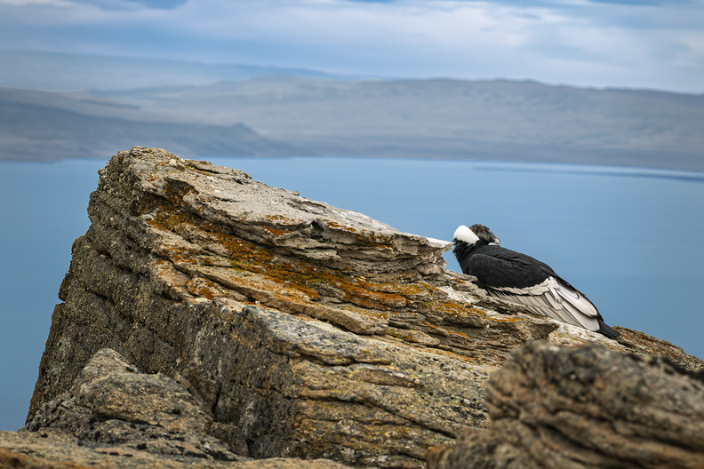 2026_Argentinien_Patagonien_El Calafate_Andenkondor_Andean condor_Vultur gryphus_Bild04_web.jpg
