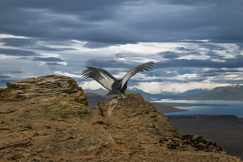 2026_Argentinien_Patagonien_El Calafate_Andenkondor_Andean condor_Vultur gryphus_Bild13_web.jpg