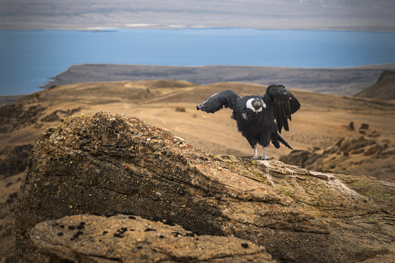 2026_Argentinien_Patagonien_El Calafate_Andenkondor_Andean condor_Vultur gryphus_Bild16_web.jpg