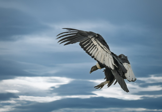 2026 Argentinien Patagonien El Calafate Andenkondor Andean condor Vultur gryphus Bild22 web