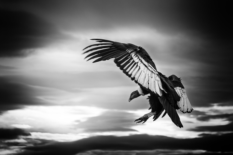 2026_Argentinien_Patagonien_El Calafate_Andenkondor_Andean condor_Vultur gryphus_Bild22_web_sw.jpg