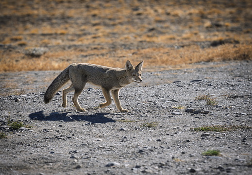 2026 Argentinien Patagonien Argentinische Kampfuchs Patagonian fox Lycalopex griseus Bild01 web