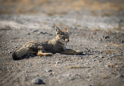 2026 Argentinien Patagonien Argentinische Kampfuchs Patagonian fox Lycalopex griseus Bild02 web