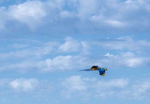 2023 08 Amazonas Alta Floresta Blau- und Gelbara Blue-and-yellow Macaw Bild20