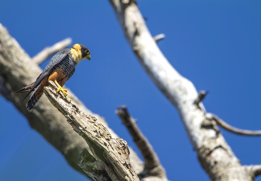 2023 08 Amazonas Alta Floresta Fledermausfalke Bat Falcon Bild70