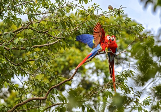 2023 08 Amazonas Alta Floresta Scharlachroter Ara Scarlet Macaw Bild46