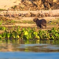 2023 08 Panatanal Schiff Capybara Bild06