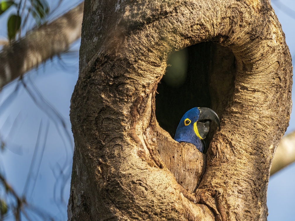 2023 08 Pantanal ARARAS Lodge Ara Hyacinth Macaw Bild54