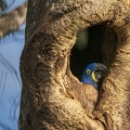 2023 08 Pantanal ARARAS Lodge Ara Hyacinth Macaw Bild54